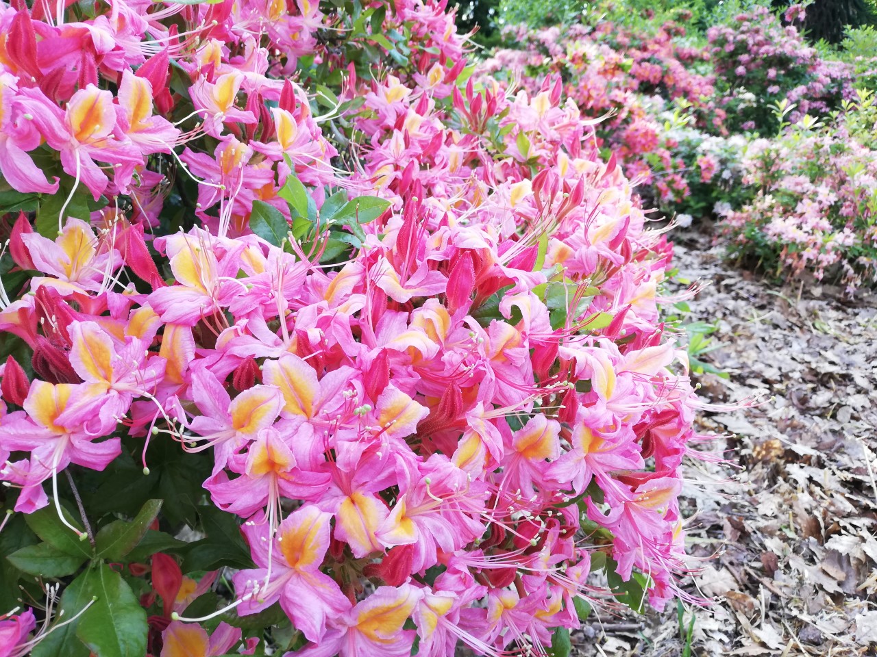 Unknown Denny Pratt seedling